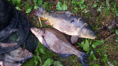Carp, 0.4 kg