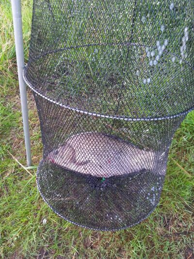Prussian carp, 1.2 kg
