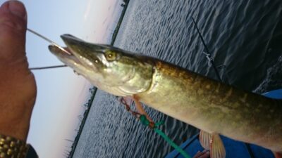 Northern Pike, 0.9 kg — Kuršių