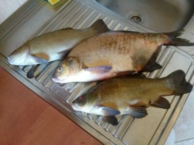 Carp bream, 1.2 kg — Šaukėnų I-asis