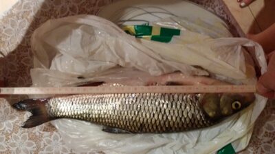 chub, 0.9 kg — Neris River