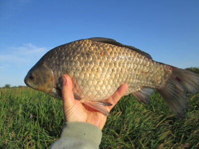 Prussian carp, 1.3 kg