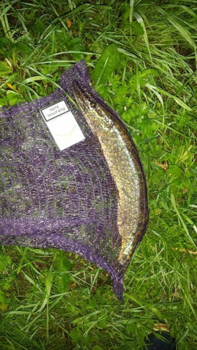 Northern Pike, 0.9 kg — Minija