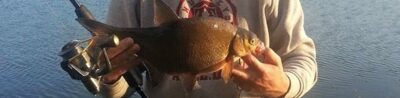 Carp bream, 0.8 kg