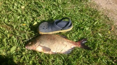 Carp bream, 2.3 kg — Gėlių