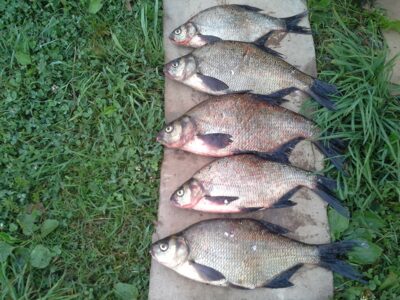 Carp bream ×5