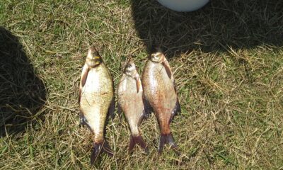 Carp bream ×3 — Kiemelių