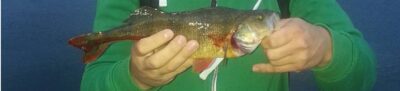 Eurasian perch, 0.4 kg — Neman River