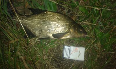Carp bream — Raudys
