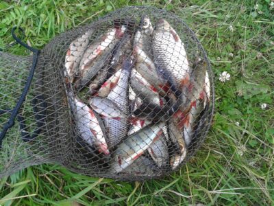 Roach ×30 — Elektrėnai reservoir