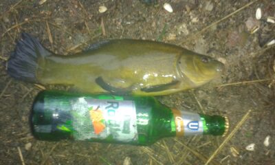 Tench