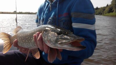 Northern Pike, 1.7 kg