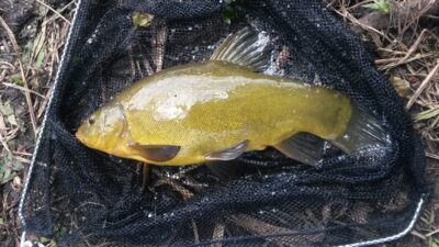 Tench, 1.1 kg — Zalvys