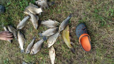 Tench, 0.5 kg