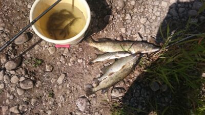 Northern Pike ×4 — Neman River