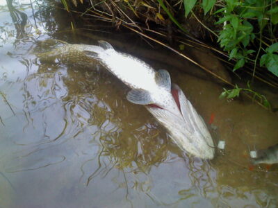 Northern Pike, 6.9 kg
