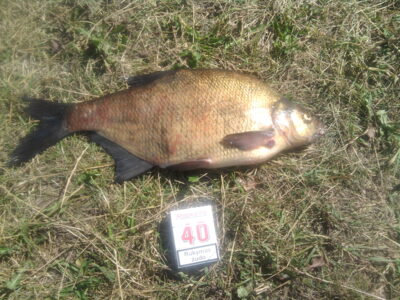 Carp bream, 2.4 kg — Luknas