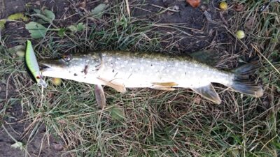 Northern Pike, 1.0 kg — Gaižėnų