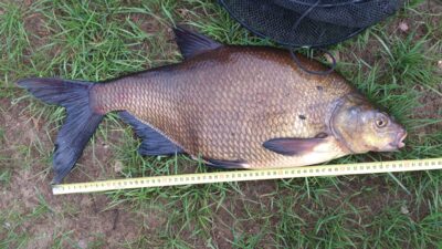 Carp bream, 4.2 kg — Ančia