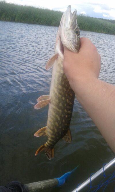 Northern Pike — Talkša