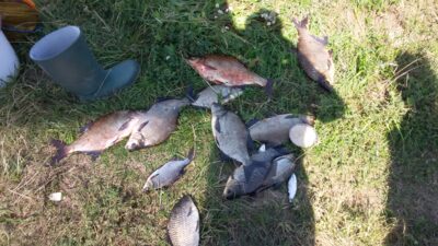 Carp bream ×10 — Neman River