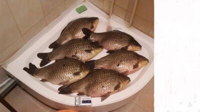 Prussian carp ×6