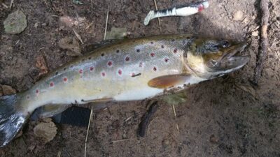 Brown Trout, 1.2 kg — Ratnyčėlė