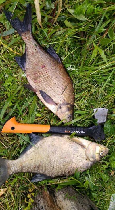 Carp bream, 2.0 kg