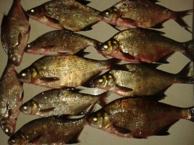 Carp bream ×11 — Elektrėnai reservoir