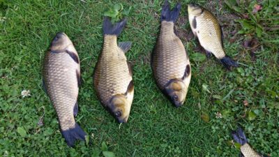 Crucian carp, 0.2 kg