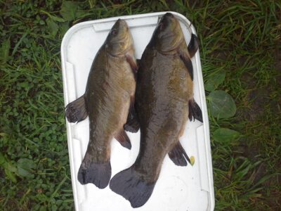 Tench