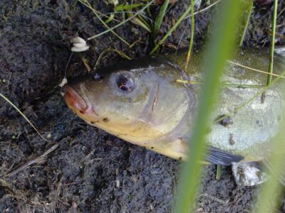 Tench