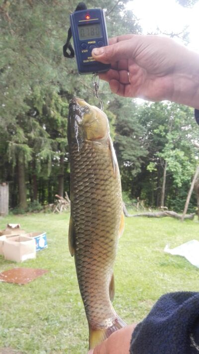 Grass carp, 1.2 kg