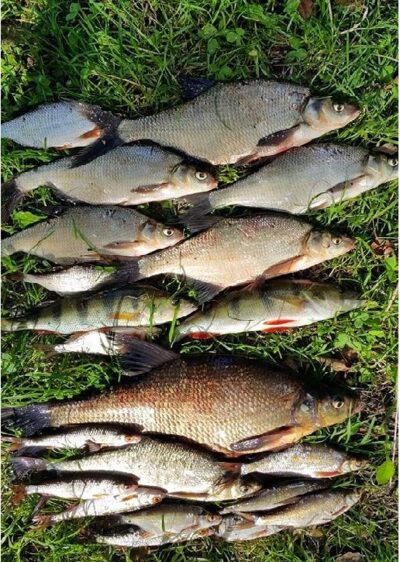 Carp bream ×7 — Labanoras
