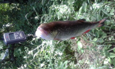 chub, 1.7 kg — Virvyčia
