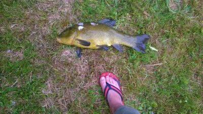 Tench, 2.0 kg — Gėlių