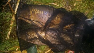 Black carp, 6.2 kg — Gudžiūnų