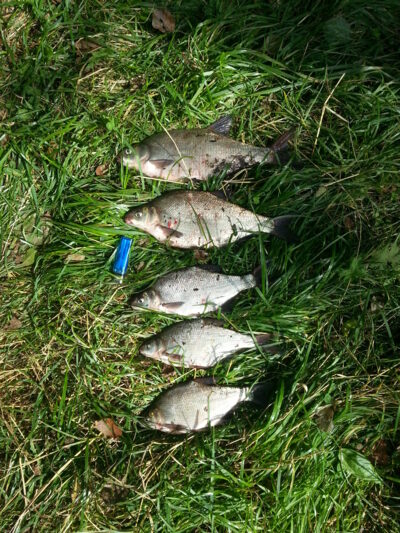 Carp bream ×4 — Neman River