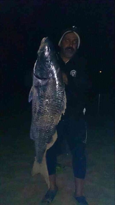 Steenbras, 19.7 kg