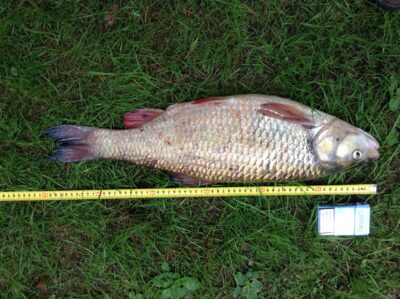 chub, 2.8 kg