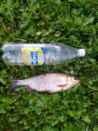 Roach, 0.5 kg — Švėtė