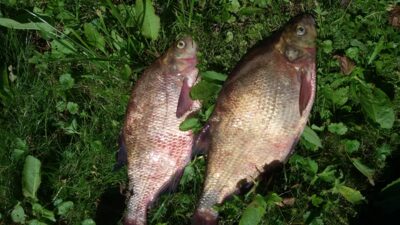 Carp bream, 1.3 kg — Neris River