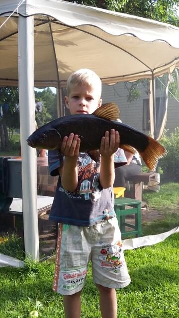 Tench, 2.6 kg