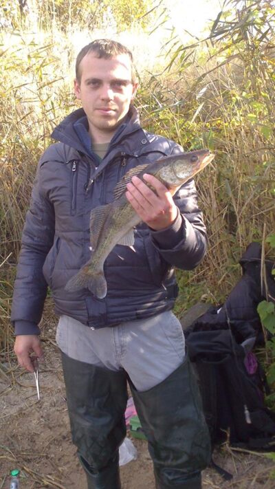 Pike perch — Kaunas reservoir
