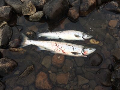 Atlantic salmon, 3.5 kg