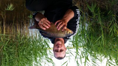 Carp bream, 1.0 kg — Kavalys