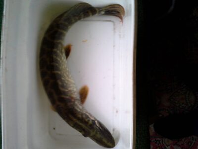 Northern Pike