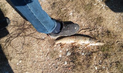 Northern Pike, 1.5 kg — Laukžemių