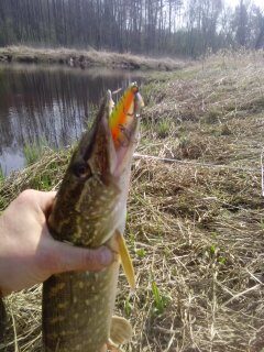 Northern Pike, 1.5 kg — Kriauna