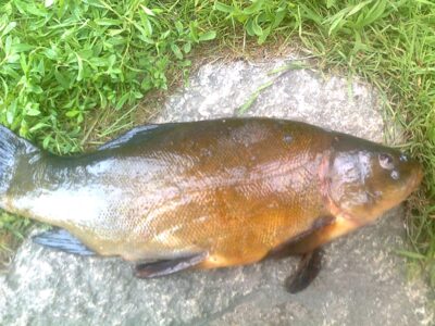 Tench, 1.8 kg